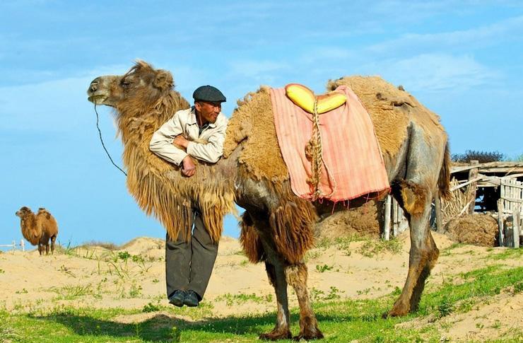草原上的人与骆驼