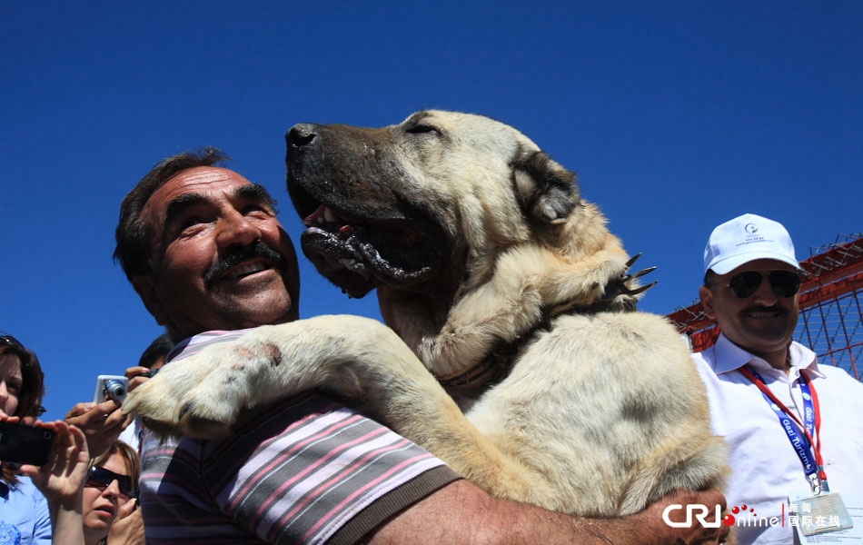 土耳其传奇国犬——坎高犬