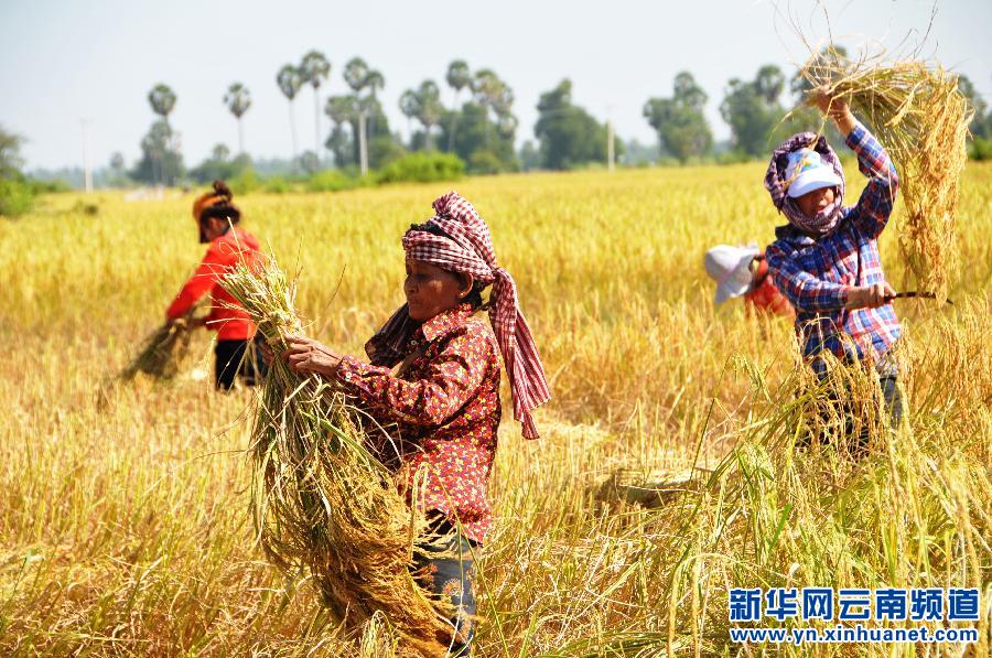 柬埔寨农民收获稻谷