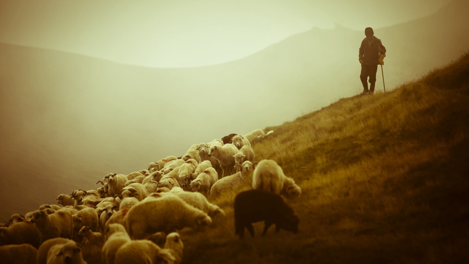 牧羊人在罗马尼亚