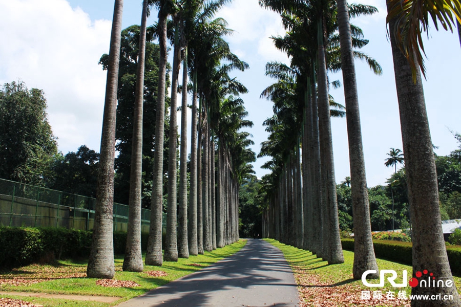 佩拉德尼亚皇家植物园的棕榈大道