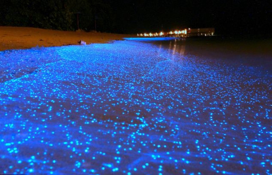 马尔代夫发光浮游生物点亮梦幻“荧光海滩”