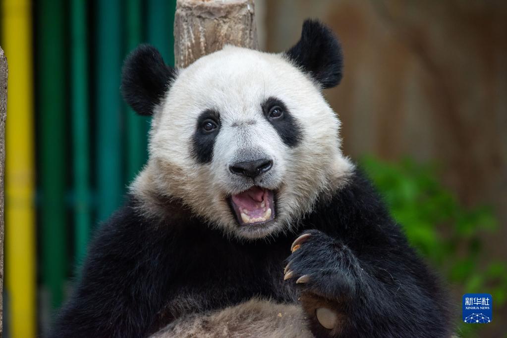 马来西亚：一起去看大熊猫