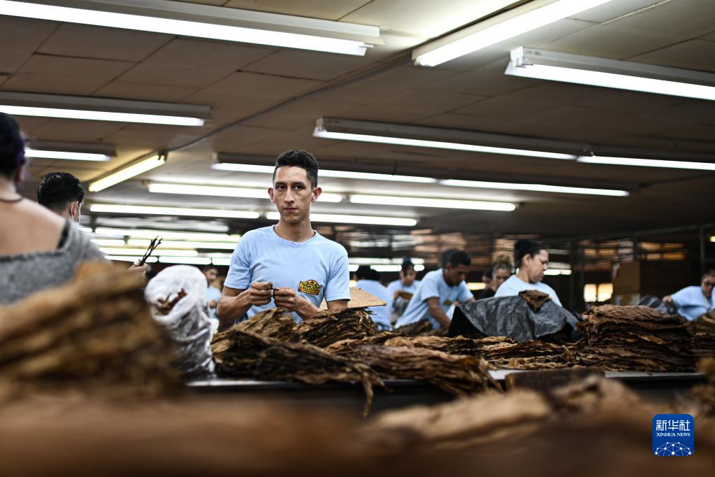 洪都拉斯丹利：生产雪茄