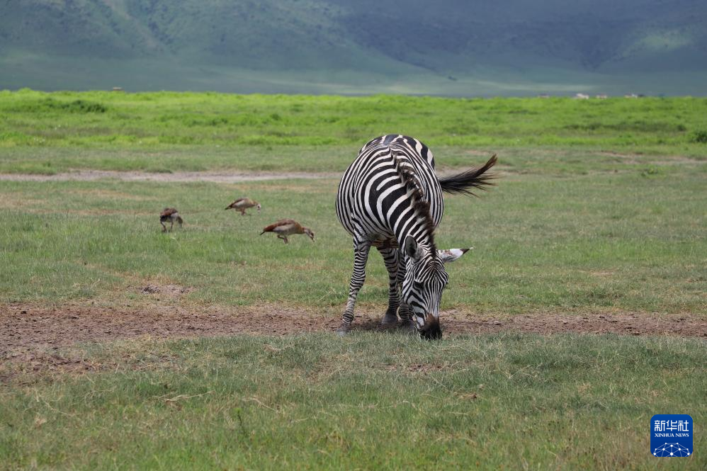 走进坦桑尼亚恩戈罗恩戈罗自然保护区