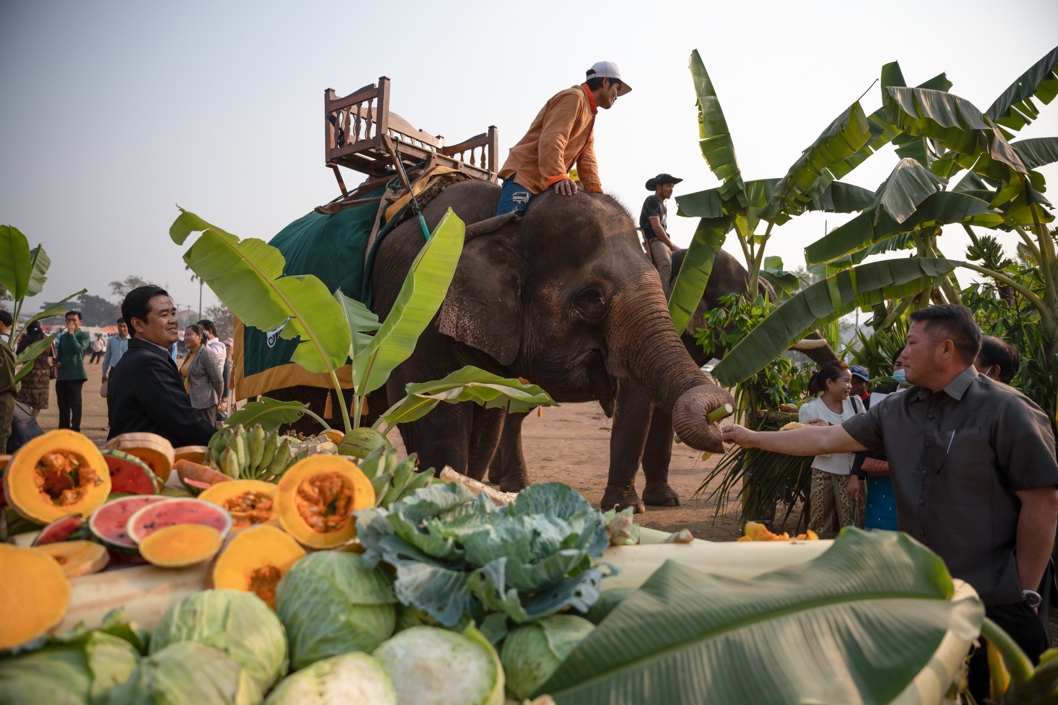 老挝举办大象节