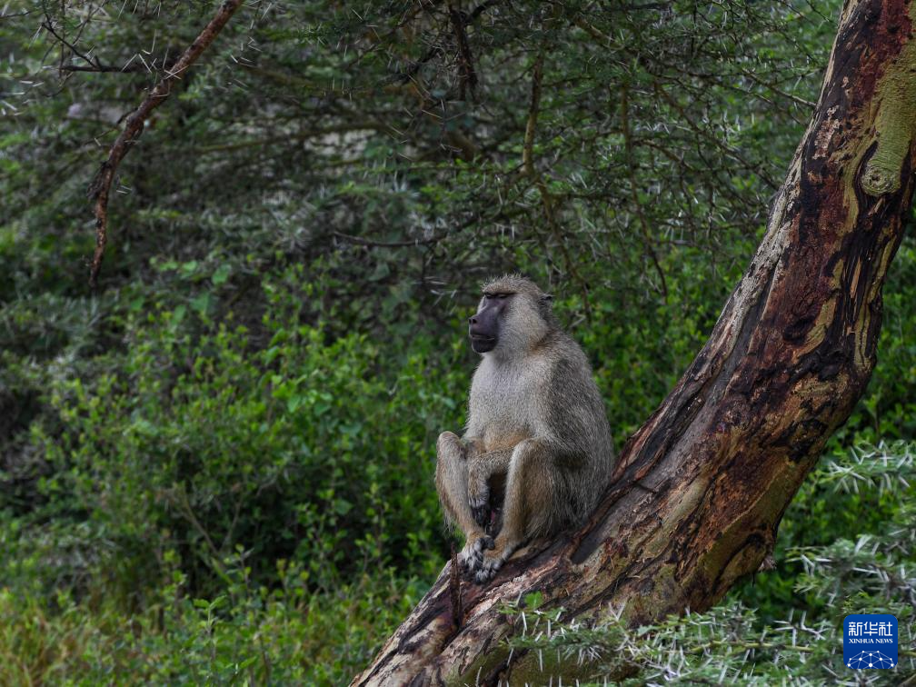 雨季下的肯尼亚安博塞利国家公园