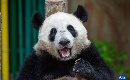 马来西亚：一起去看大熊猫