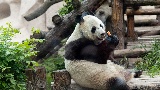全球连线|沉浸式观看旅俄大熊猫“吃播”