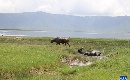 走进坦桑尼亚恩戈罗恩戈罗自然保护区
