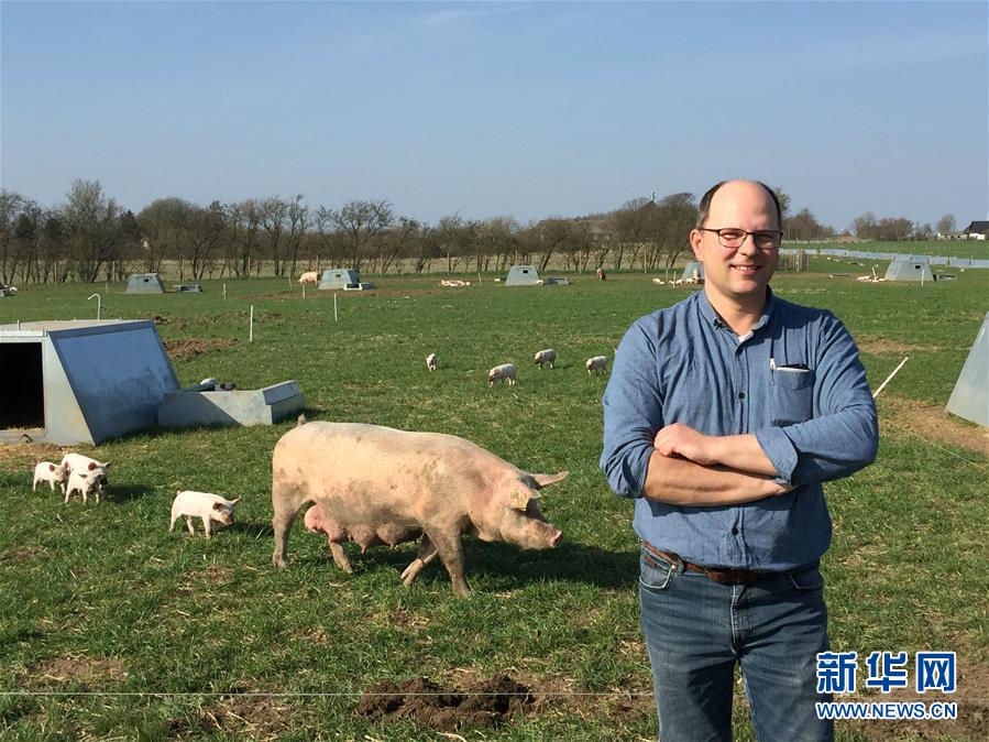 丹麦养猪企业期盼搭上“一带一路”快车