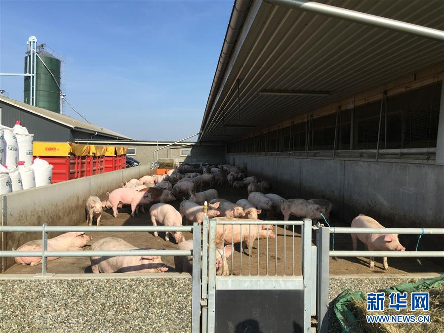 丹麦养猪企业期盼搭上“一带一路”快车