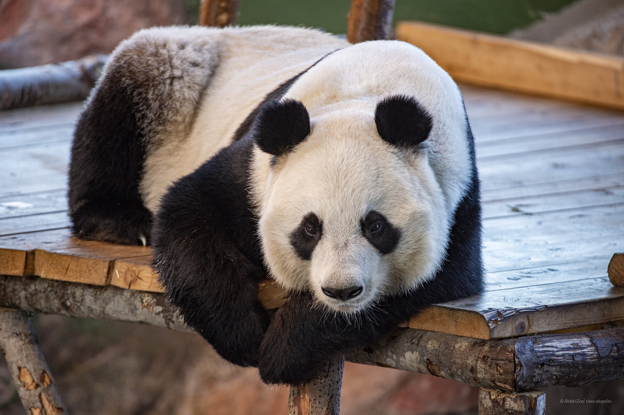 捐赠旅居芬兰大熊猫养护项目