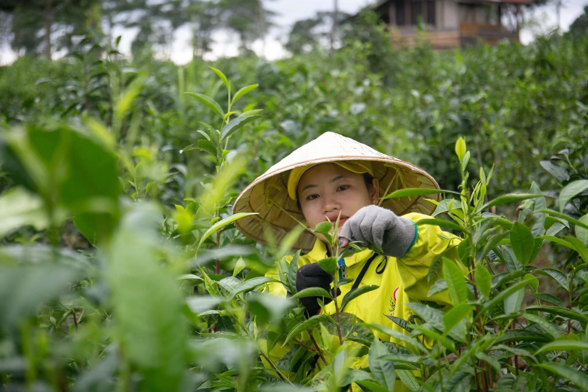 中资公司“茶叶经”助力老挝茶农精准脱贫