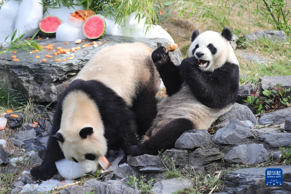 8月6日，在比利时布吕热莱特的天堂动物园，大熊猫“宝弟”（左）、“宝妹”享用“生日大餐”。新华社记者 郑焕松 摄