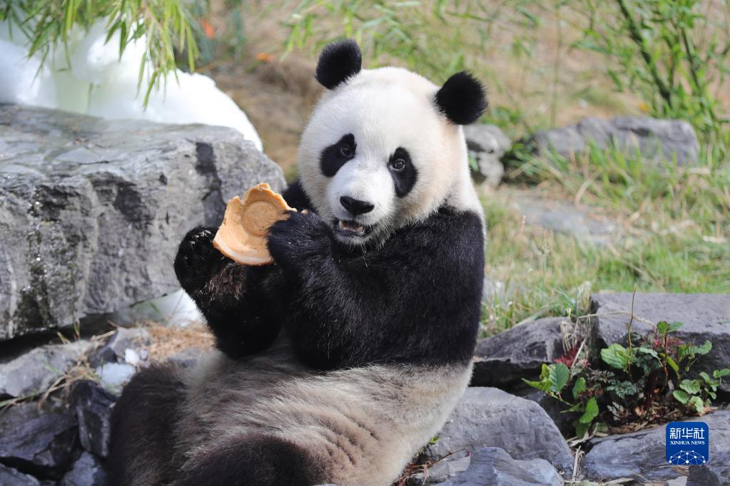 8月6日，在比利时布吕热莱特的天堂动物园，大熊猫“宝妹”享用“生日大餐”。新华社记者 郑焕松 摄