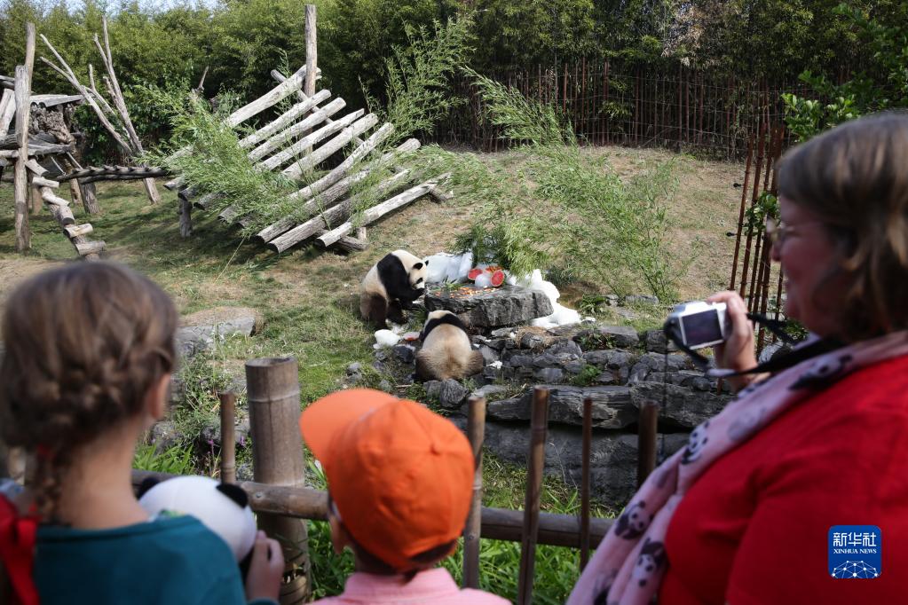 8月6日，在比利时布吕热莱特的天堂动物园，观众观看大熊猫“宝弟”（左）、“宝妹”享用“生日大餐”。新华社记者 郑焕松 摄