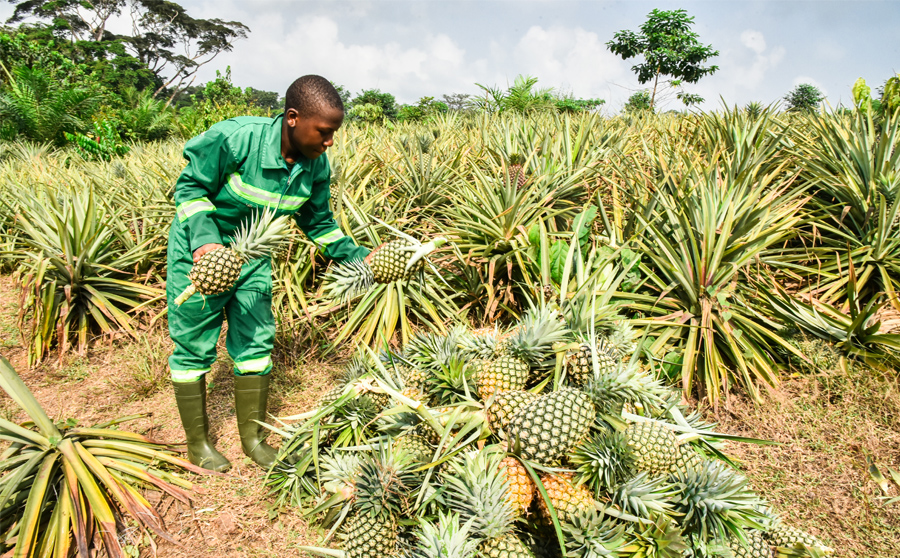 中国援建农业职业技术中学助喀麦隆农业发展